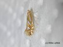 Phyllonorycter_sorbi_pihlajamiinakoi_4_6_2017.jpg