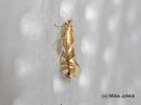 Phyllonorycter_sorbi_pihlajamiinakoi_4_6_2017_28229.jpg