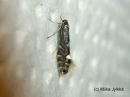 Phyllonorycter_strigulatellus_harmaaleppahelokoi_31_5_2017.jpg