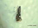 Phyllonorycter_strigulatellus_harmaaleppamiinakoi_30_5_2017.jpg