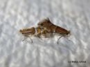 Phyllonorycter_ulmifoliellus_copula_metsamiinakoi_13_7_2018.jpg