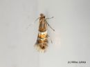 Phyllonorycter_ulmifoliellus_metsamiinakoi_13_7_2018_28229.jpg