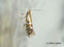 Phyllonorycter_ulmifoliellus_metsamiinakoi_4_8_2017.jpg