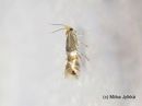 Phyllonorycter_ulmifoliellus_metsamiinakoi_4_8_2017_28229.jpg