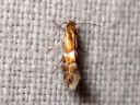 Phyllonorycter_ulmifoliellus_metsamiinakoi_IMG_8740.JPG