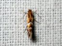 Phyllonorycter_ulmifoliellus_metsamiinakoi_IMG_8742.JPG