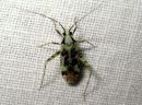 Phytocoris_tiliae_syysmarmorilude_IMG_8345.JPG