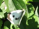 Pieris_brassicae_kaaliperhonen_IMG_1266.jpg