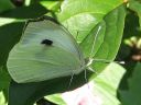 Pieris_brassicae_kaaliperhonen_IMG_1268.jpg