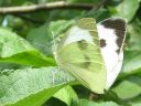 Pieris_brassicae_kaaliperhonen_IMG_2537.jpg