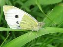 Pieris_brassicae_kaaliperhonen_IMG_5695.jpg