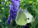 Pieris_brassicae_kaaliperhonen_IMG_5833.JPG