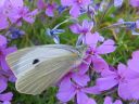 Pieris_brassicae_kaaliperhonen_IMG_6903.jpg