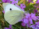 Pieris_brassicae_kaaliperhonen_IMG_6904.jpg