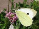 Pieris_brassicae_kaaliperhonen_IMG_7186.jpg