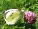 Pieris_brassicae_kaaliperhonen_IMG_7187.jpg