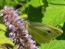 Pieris_brassicae_kaaliperhonen_IMG_8980.jpg