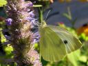 Pieris_brassicae_kaaliperhonen_IMG_8981.jpg