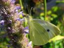 Pieris_brassicae_kaaliperhonen_IMG_8982.jpg