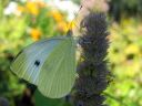 Tiedostonimi=Pieris_brassicae_kaaliperhonen_IMG_8984.jpg
Tiedostokoko=58kt
Koko=600x450
Lisätty=27.02.2011 Pieris_brassicae_kaaliperhonen_IMG_8984.jpg