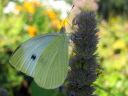 Pieris_brassicae_kaaliperhonen_IMG_8984.jpg