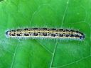 Pieris_brassicae_larva_kaaliperhonen_toukka_IMG_0214.JPG