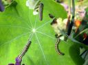 Pieris_brassicae_larva_kaaliperhonen_toukka_IMG_7881.JPG