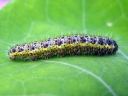 Pieris_brassicae_larva_kaaliperhonen_toukka_IMG_7883.JPG