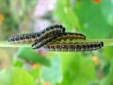 Pieris_brassicae_larva_kaaliperhonen_toukka_IMG_7905.JPG