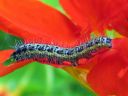 Pieris_brassicae_larva_kaaliperhonen_toukka_IMG_7961.JPG