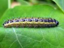 Pieris_brassicae_larva_kaaliperhonen_toukka_IMG_7964.JPG