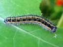 Pieris_brassicae_larva_kaaliperhonen_toukka_IMG_8287.JPG