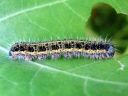 Pieris_brassicae_larva_kaaliperhonen_toukka_IMG_8288.JPG