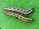 Pieris_brassicae_larva_kaaliperhonen_toukka_IMG_8489.JPG