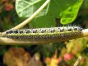 Pieris_brassicae_larva_kaaliperhonen_toukka_IMG_9772.JPG