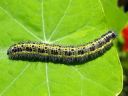 Pieris_brassicae_larva_kaaliperhonen_toukka_IMG_9774.JPG