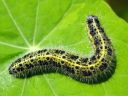 Pieris_brassicae_larva_kaaliperhonen_toukka_IMG_9776.JPG