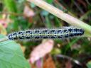 Pieris_brassicae_larva_kaaliperhonen_toukka_IMG_9856.JPG