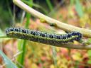 Pieris_brassicae_larva_kaaliperhonen_toukka_IMG_9981.JPG