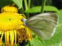 Pieris_napi_lanttuperhonen_IMG_1245.jpg