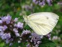 Pieris_napi_lanttuperhonen_IMG_2288.jpg