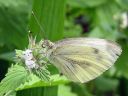 Pieris_napi_lanttuperhonen_IMG_2304.jpg