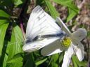 Pieris_napi_lanttuperhonen_IMG_3903.jpg