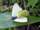 Pieris_napi_lanttuperhonen_IMG_3916.jpg