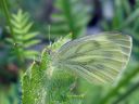 Pieris_napi_lanttuperhonen_IMG_6038.jpg