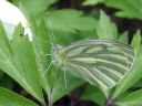 Pieris_napi_lanttuperhonen_IMG_6642.jpg