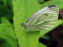 Pieris_napi_lanttuperhonen_IMG_7299.jpg