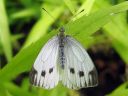 Pieris_napi_lanttuperhonen_IMG_8148.jpg