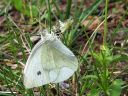 Pieris_rapae_naurisperhonen_IMG_6968.jpg