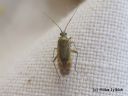 Plagiognathus_chrysanthemi_ketomustapolvi_10_8_2014.jpg